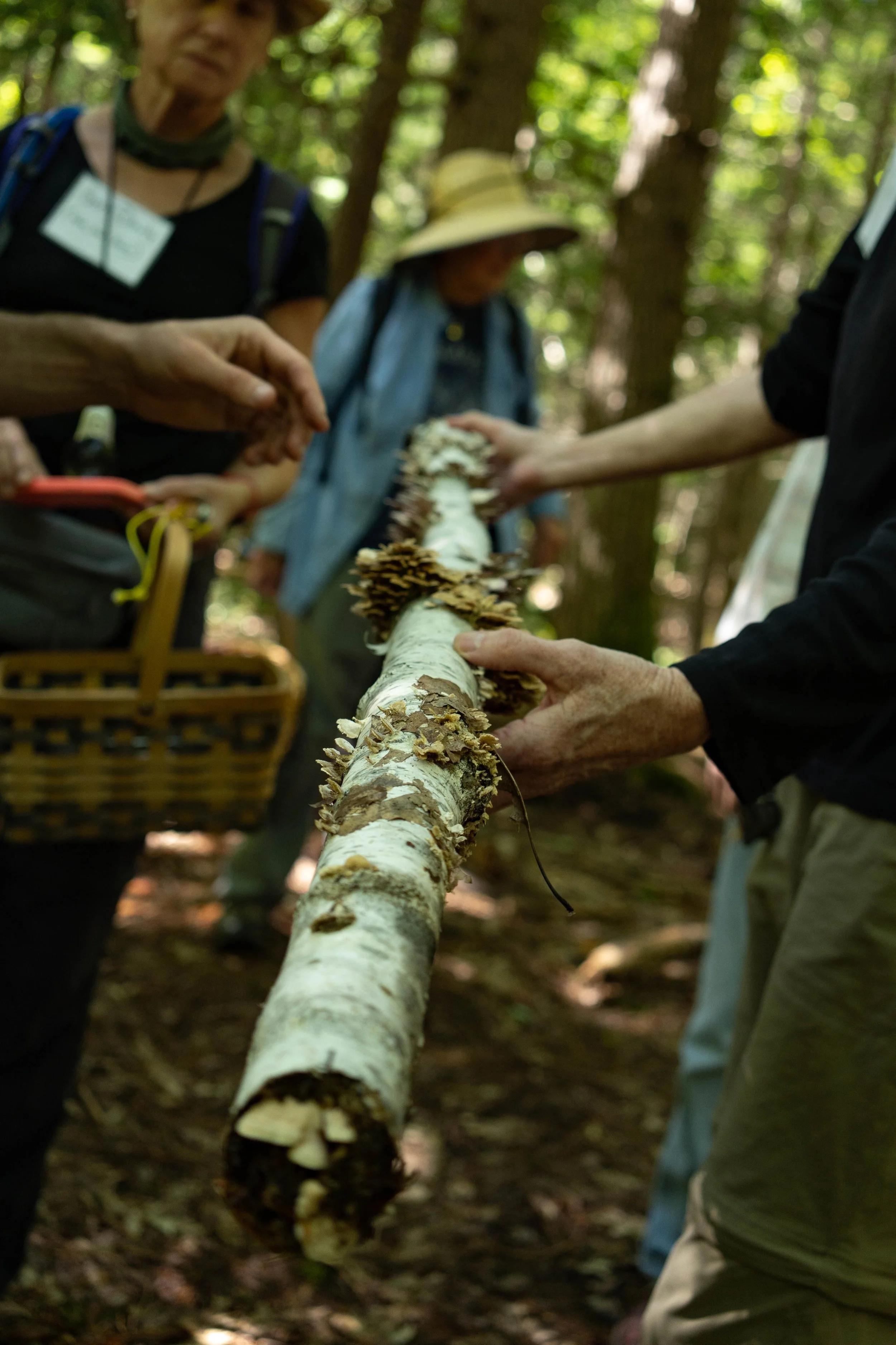 Mycology Outside
