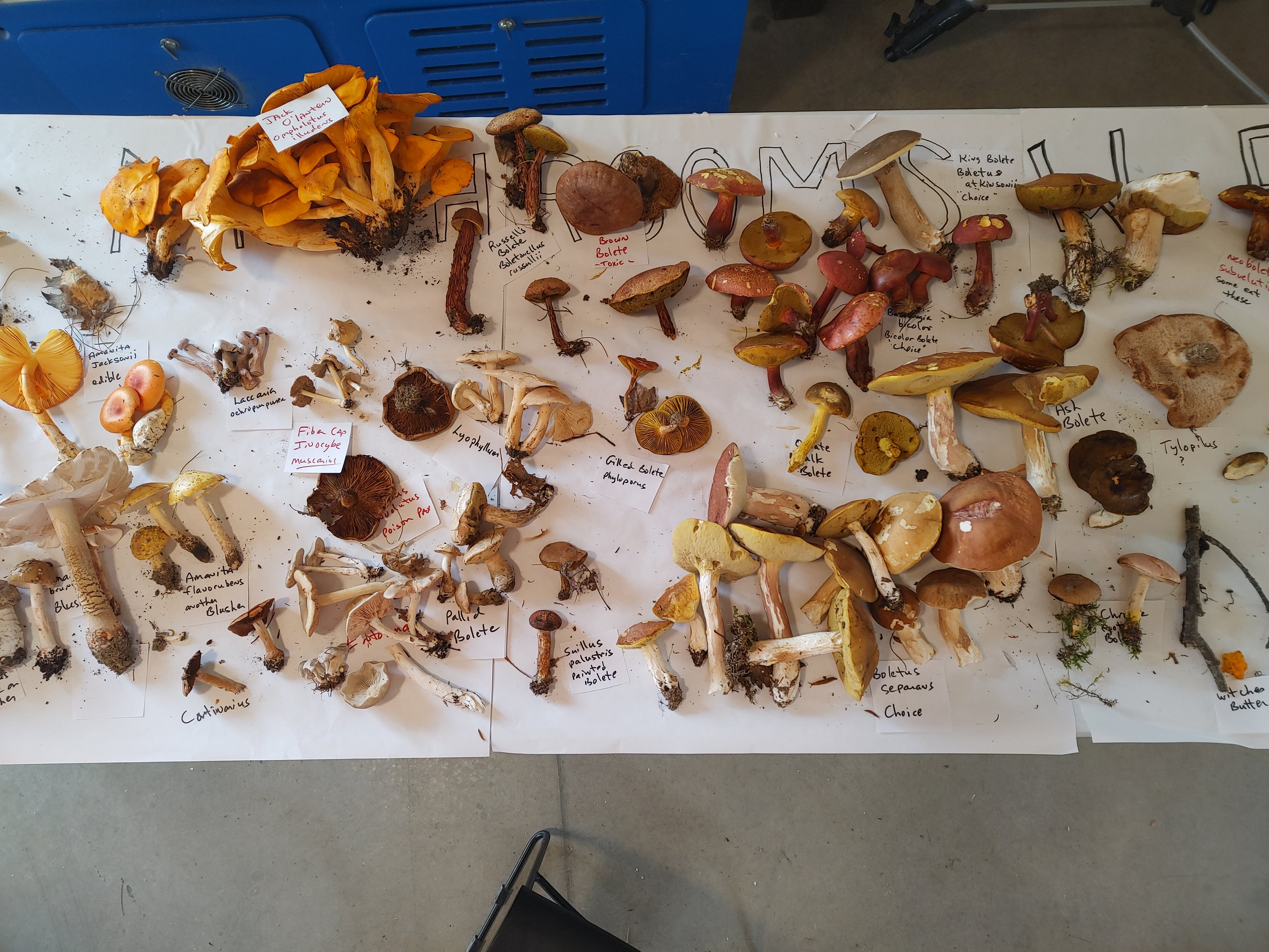 Mycology Camp