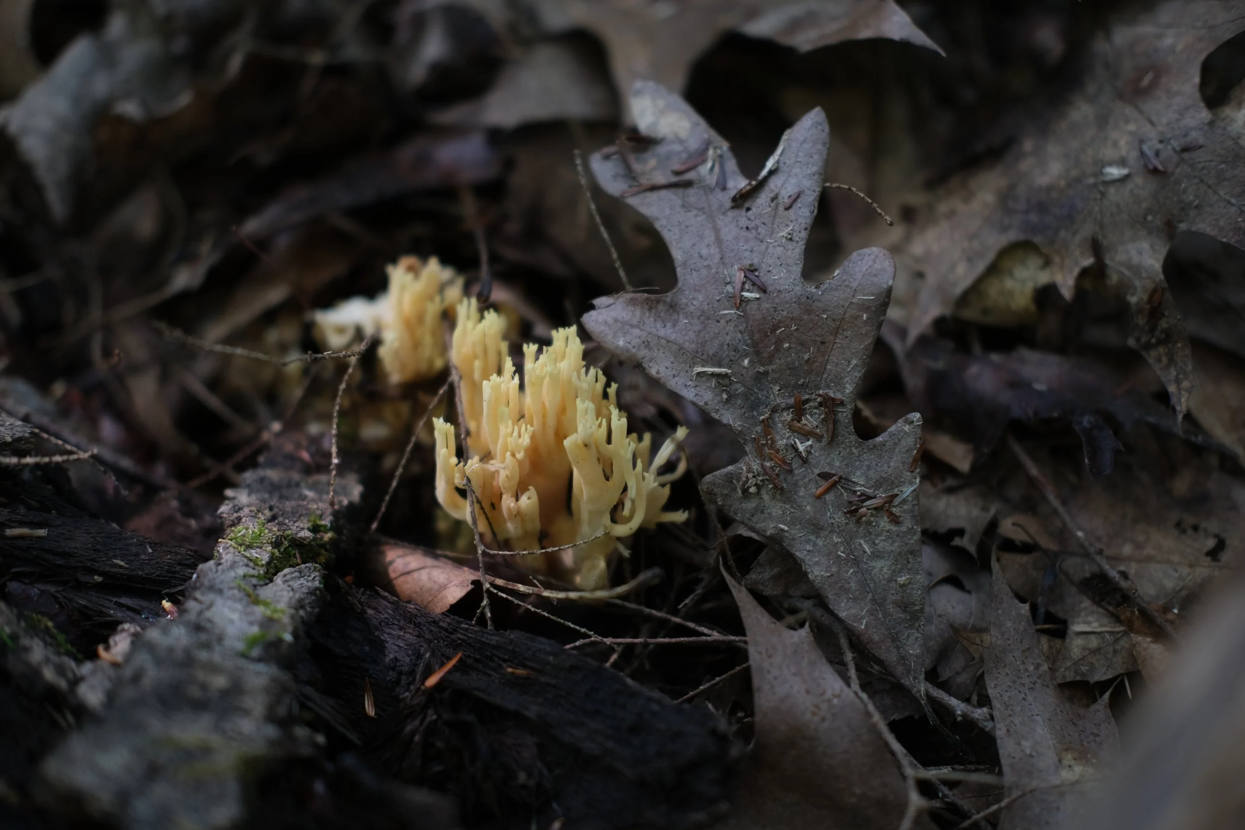 DSCF3121.JPG