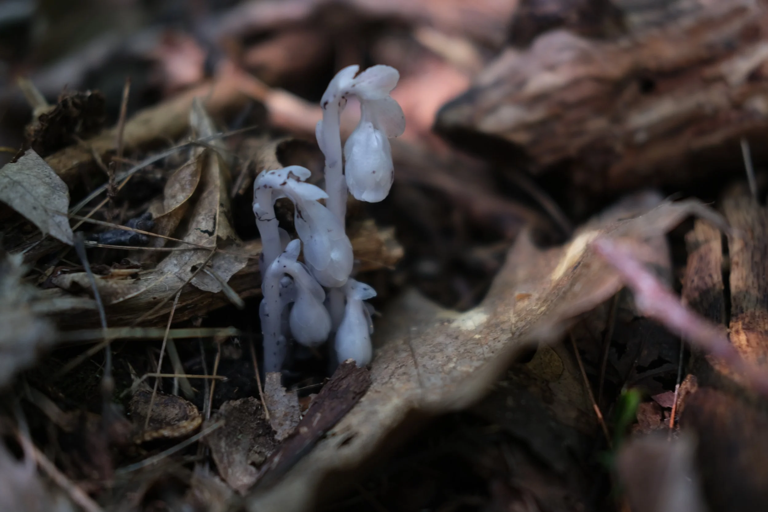 DSCF3089.JPG