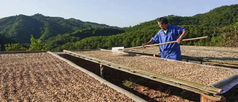 Coffee Bean Processing