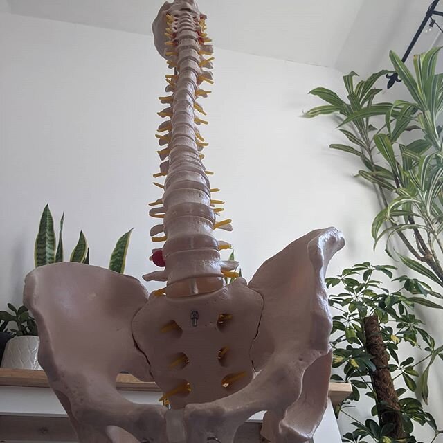Look who's joining us on the mat today for the Beginner's Spine and Pelvis class. .
.
.
.
.
.
This is one of my favourite topics to discuss both in the clinic and the studio (and now from the comfort of my own home). It's a fascinating area of the bo