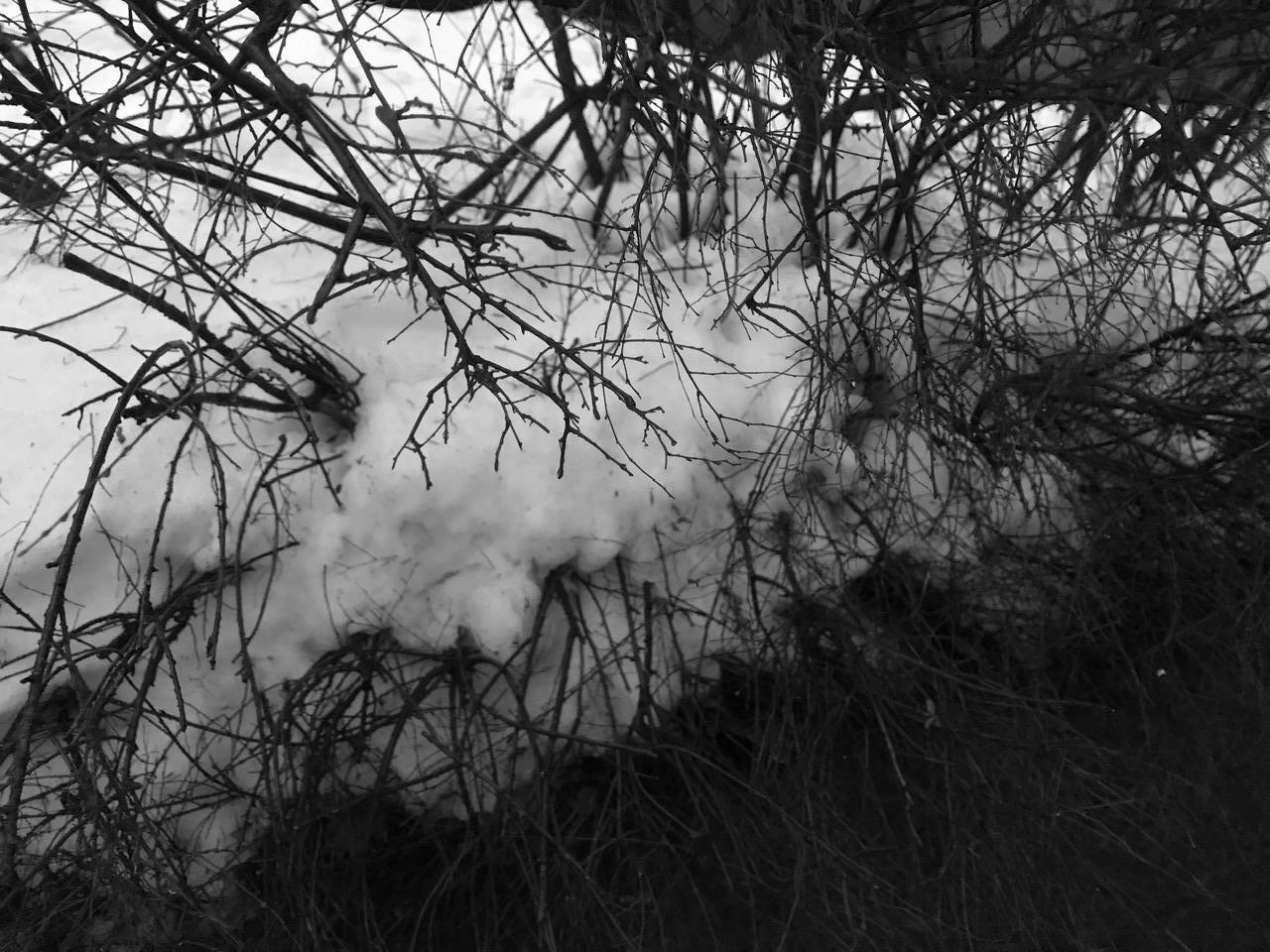 City nature - Ice and vegetation smell (The thaw in Helsinki)