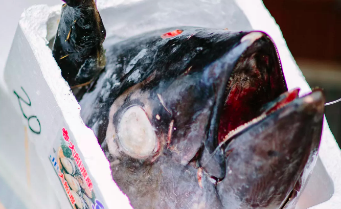 Fish Market - Tokyo 