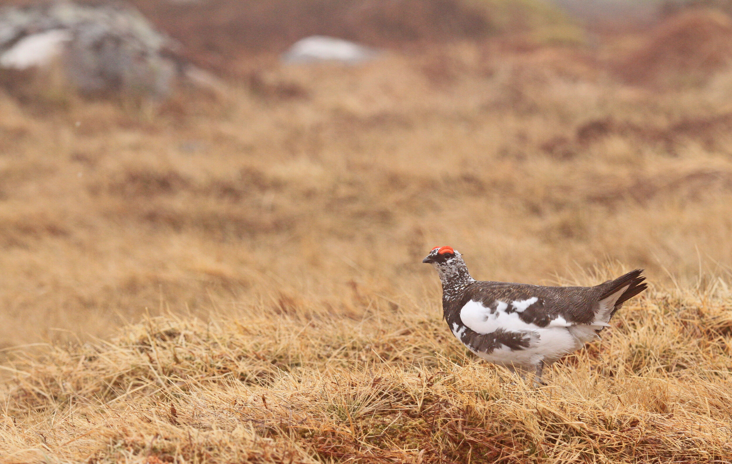 Male Rock Ptarmigan