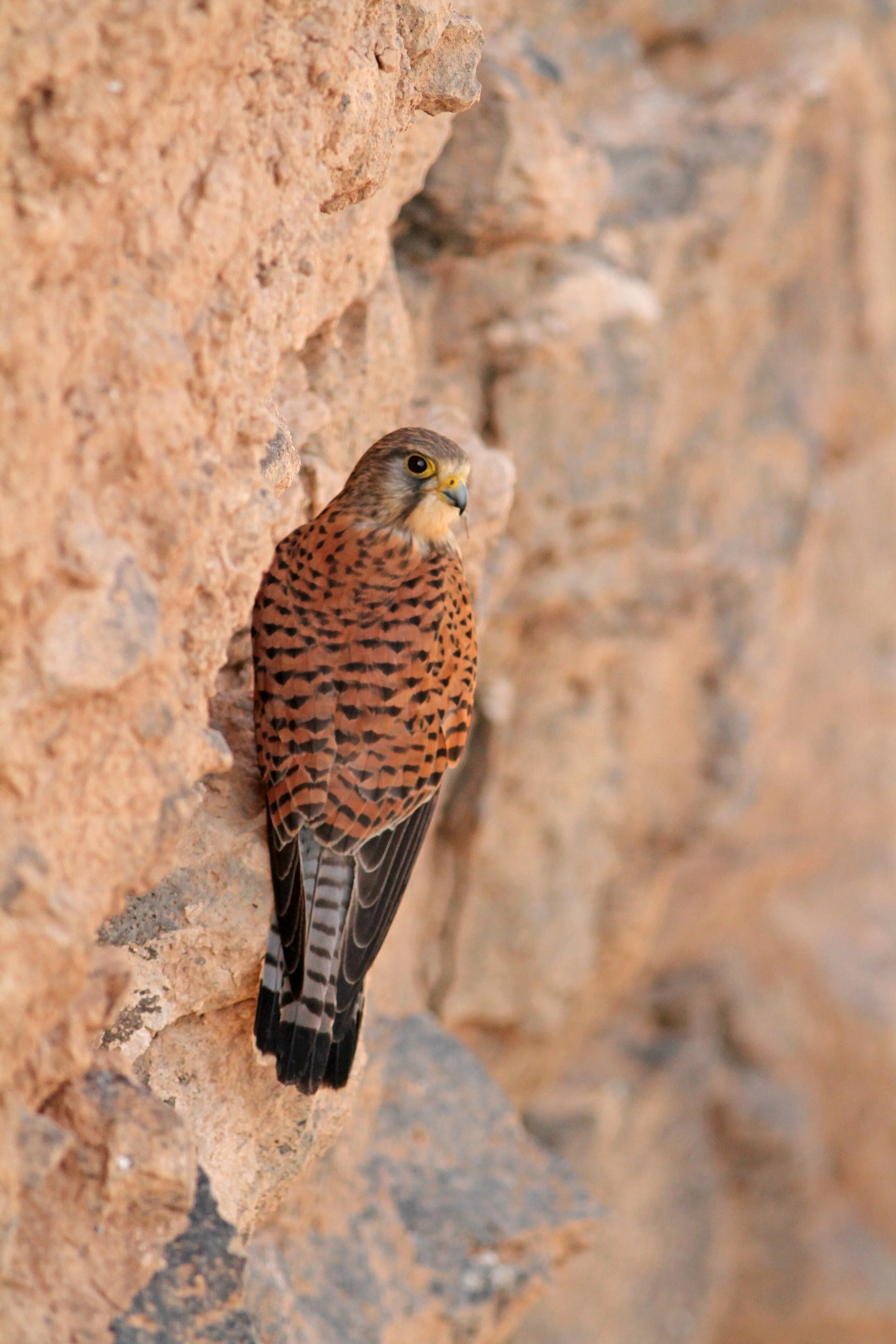 Common Kestrel