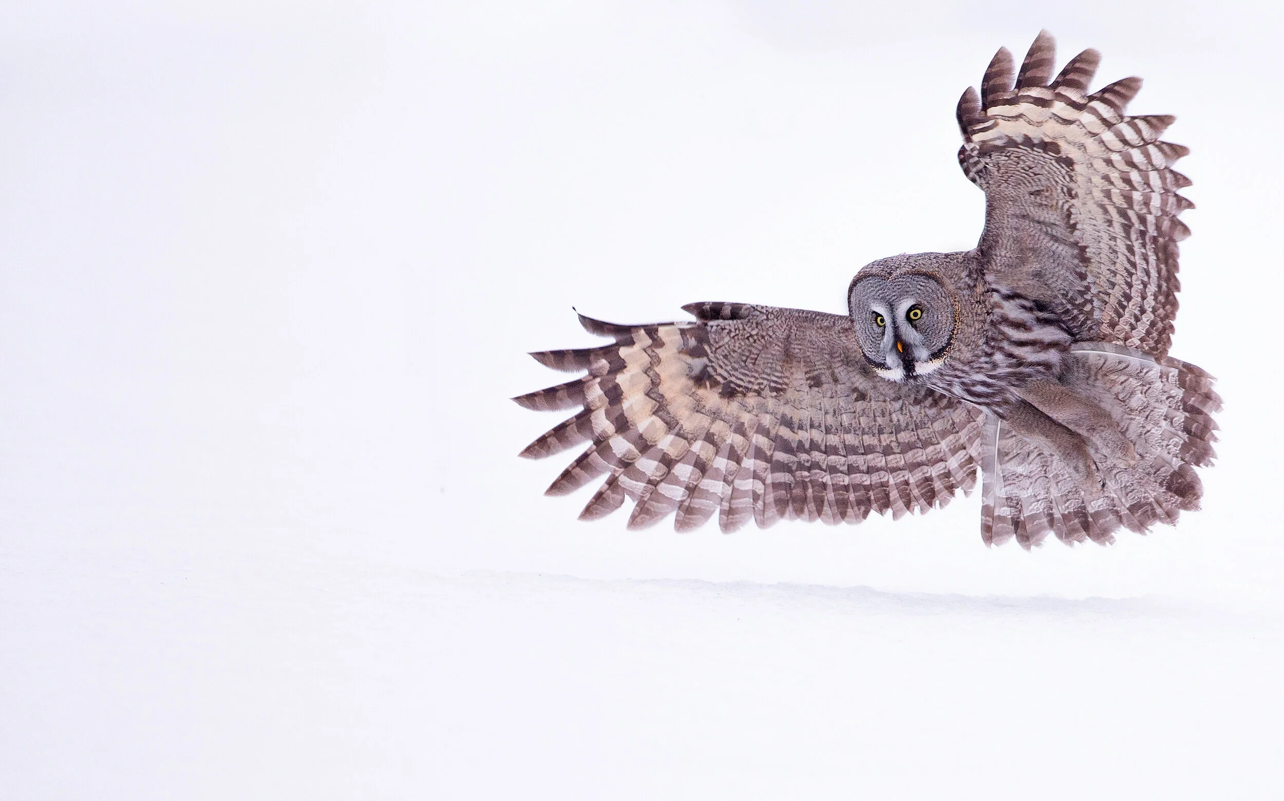 Great grey owl