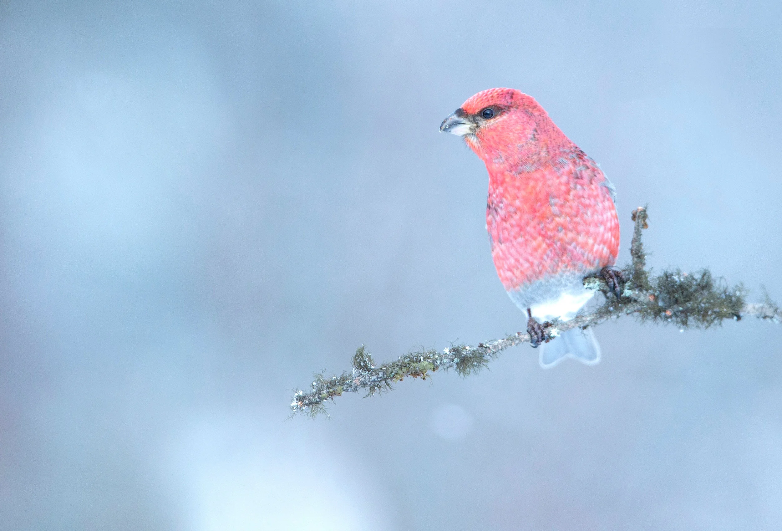 Male Pine grosbeak