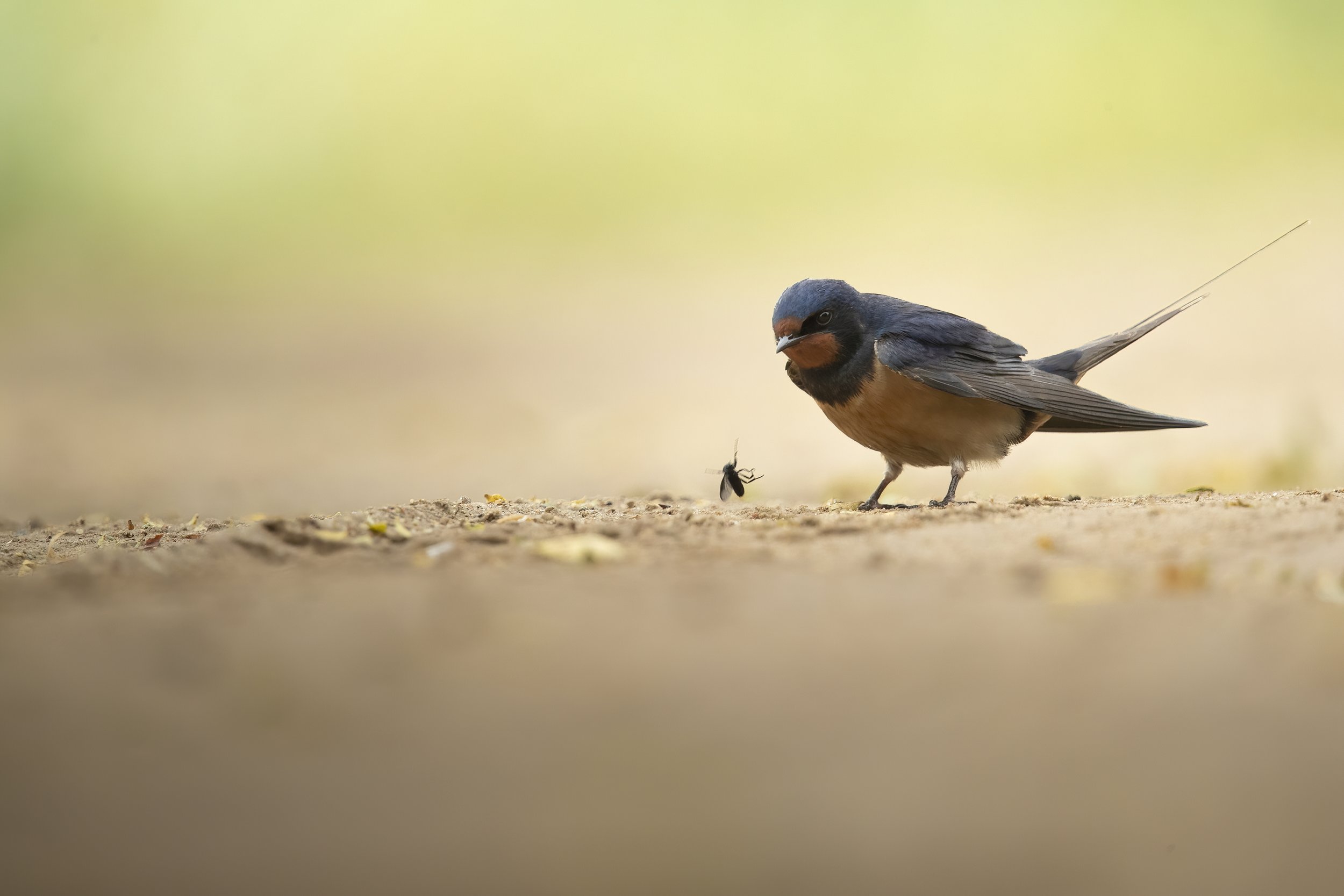 Barn swallow
