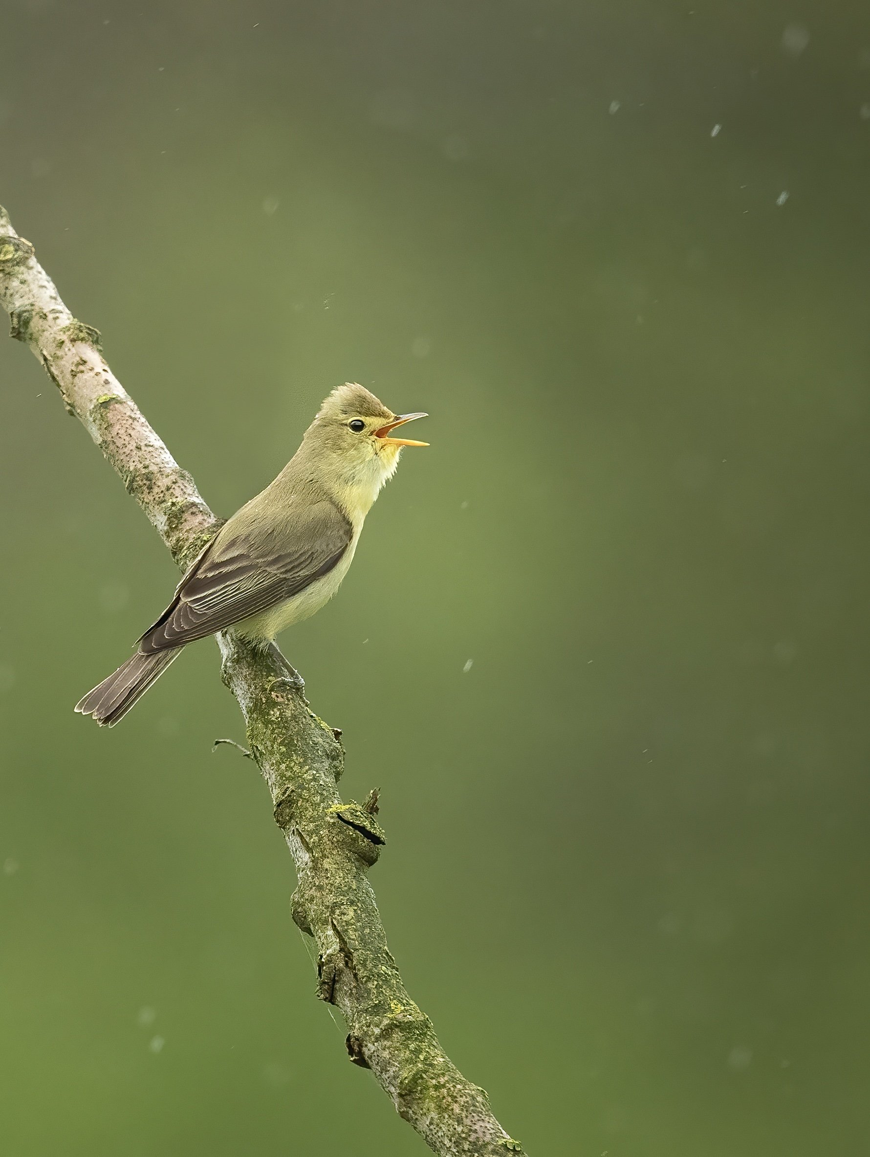 Icterine warbler