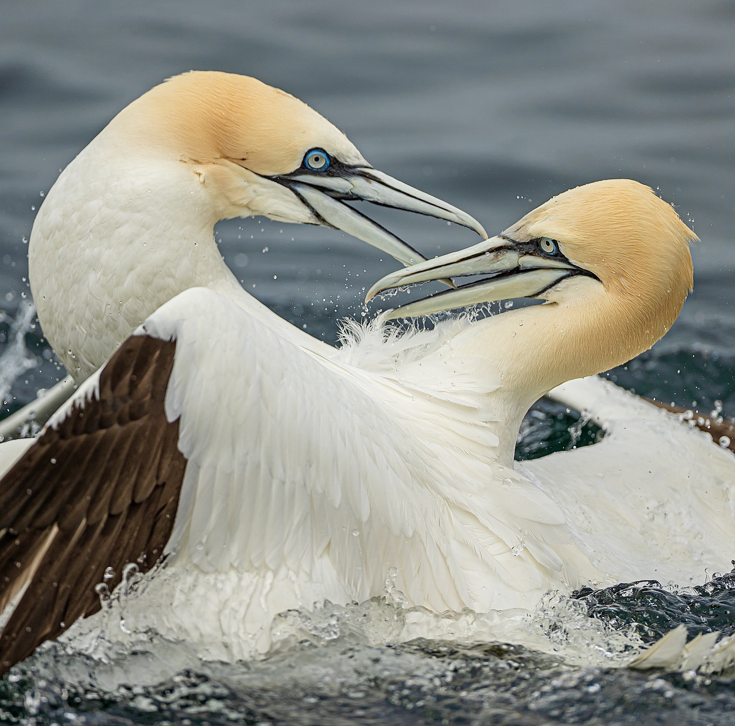 Northern Gannets