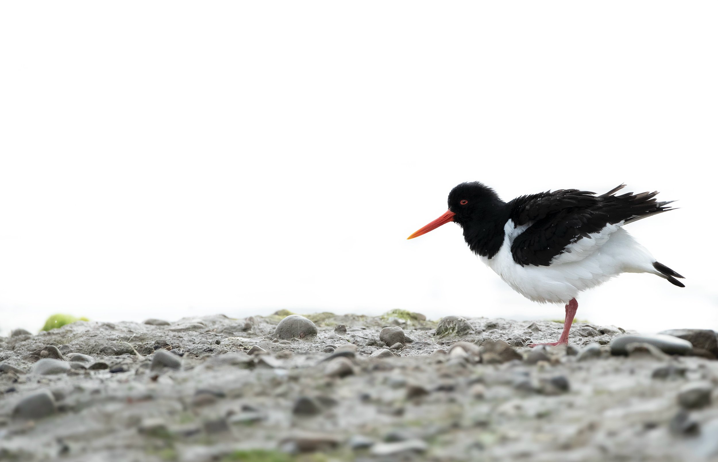 Oystercatcher