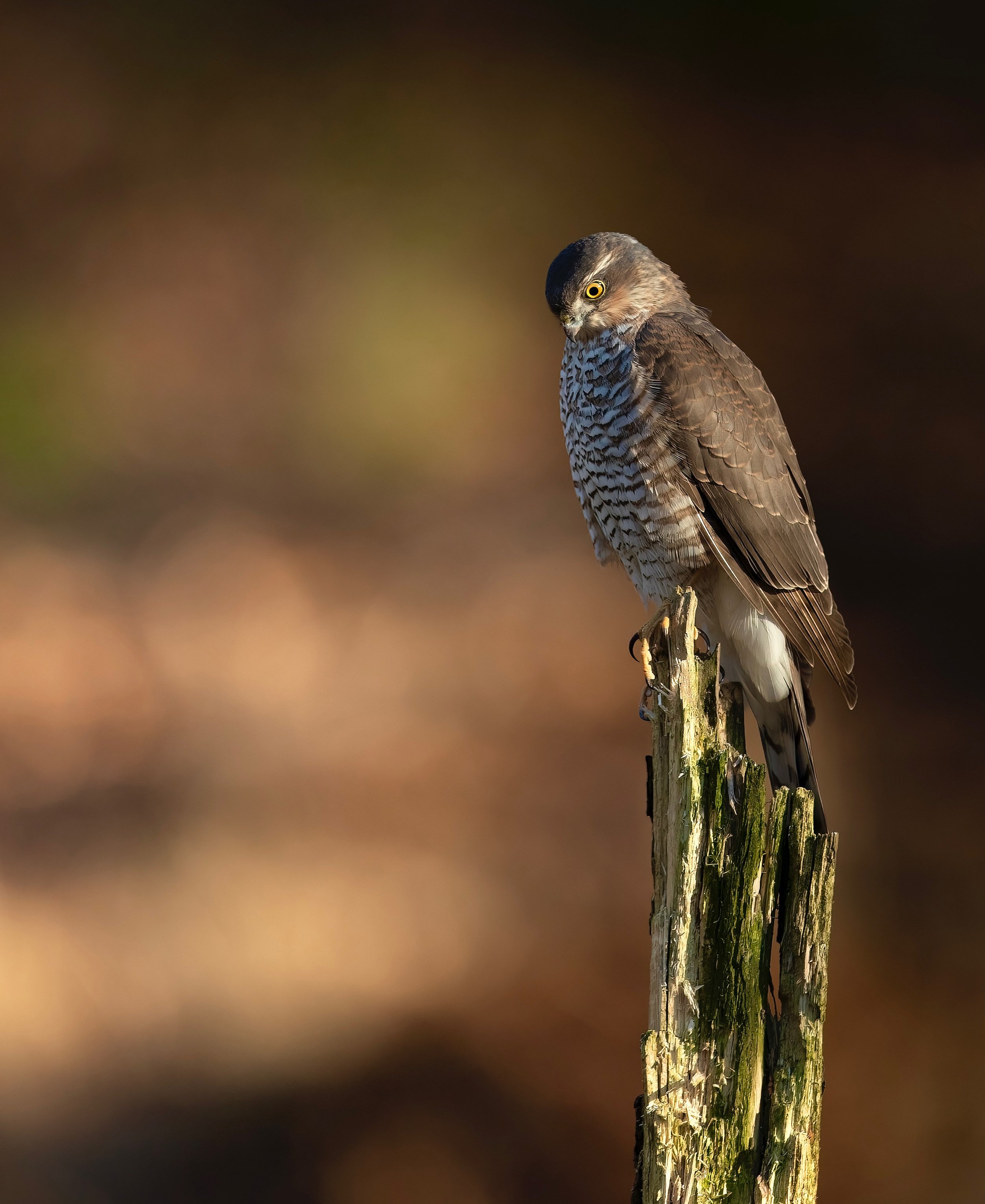 Female sparrowhawk