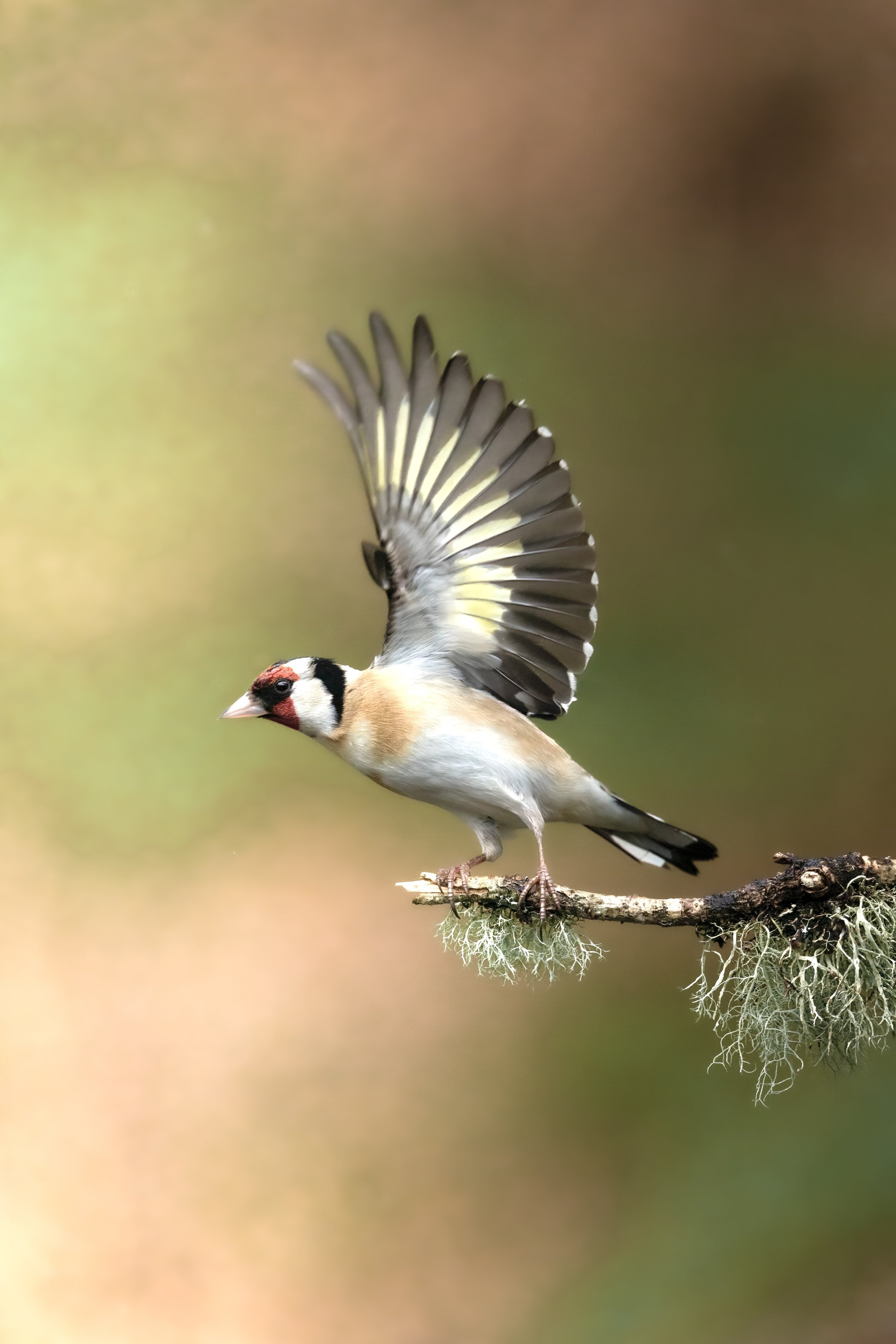 European Goldfinch