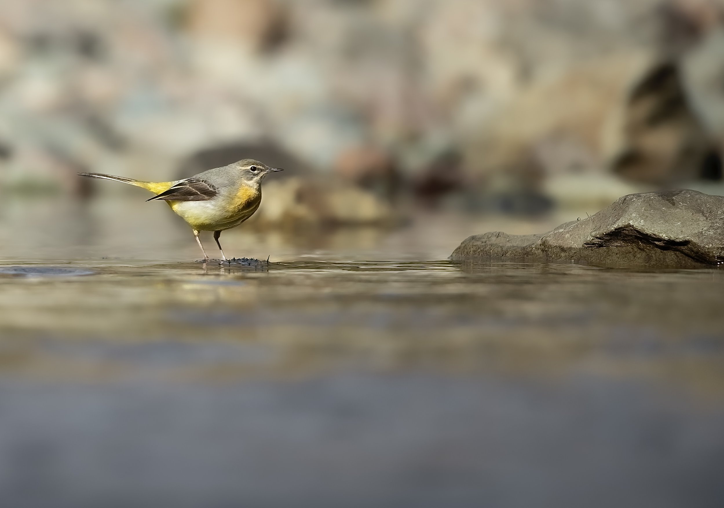 Grey wagtail