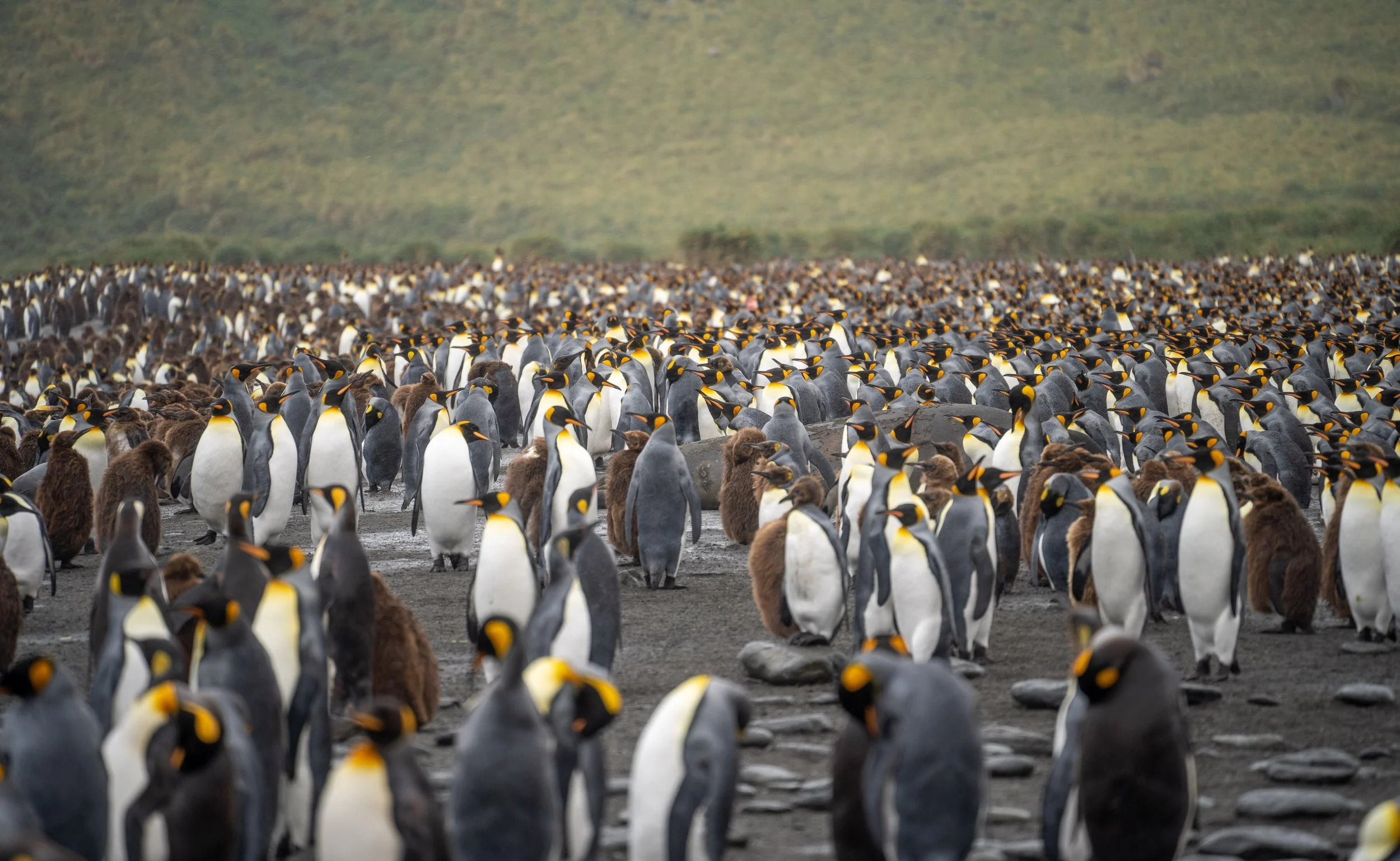 Antarctica with Albatros Expeditions