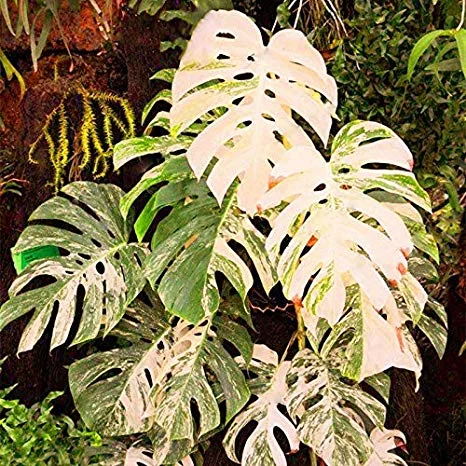 Why Are Variegated Monstera So Expensive The Absurd Word