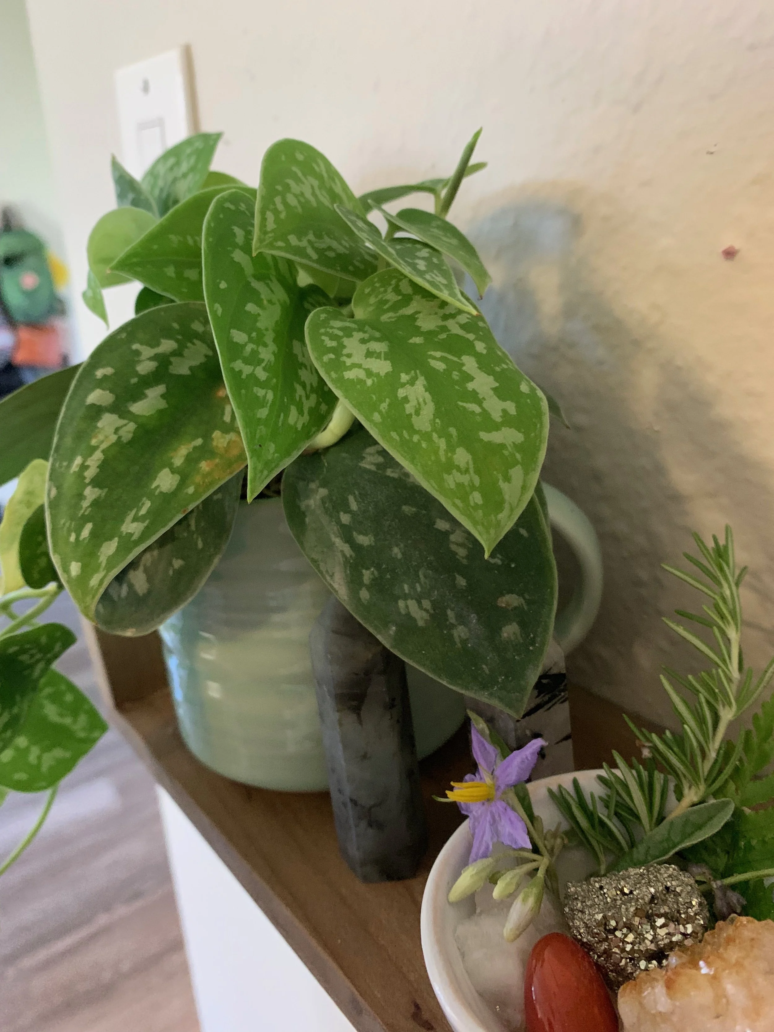 Get Why Are Variegated Monstera So Expensive The Absurd Word For Android Get Wallpaper Why Are Variegated Monstera So Expensive The Absurd Word HD