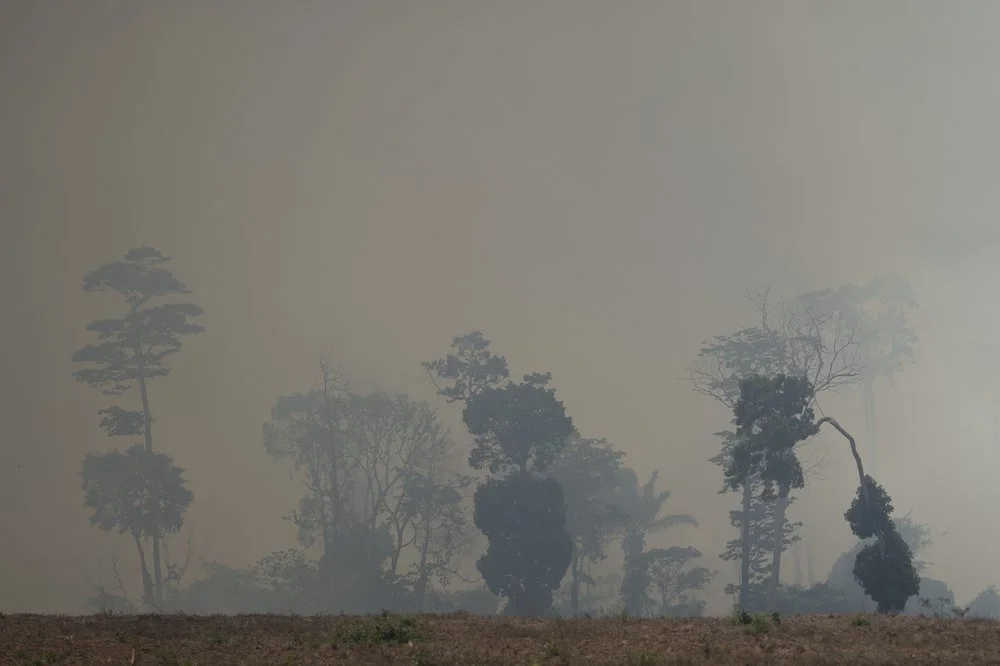 The Amazon Rainforest is Being Burned at Alarming Rates: Deforestation on the Rise in Brazil
