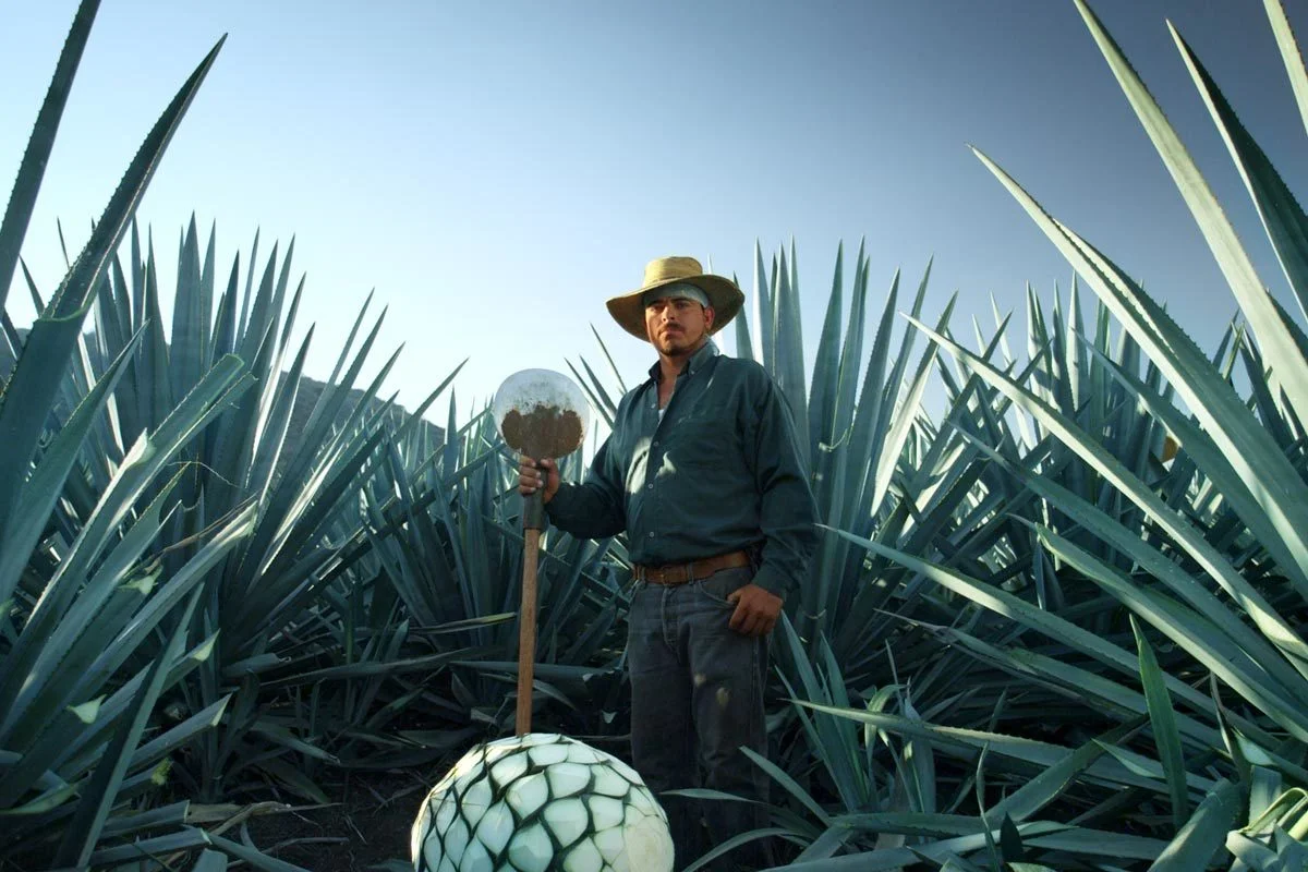Mezcal & Tequila farming