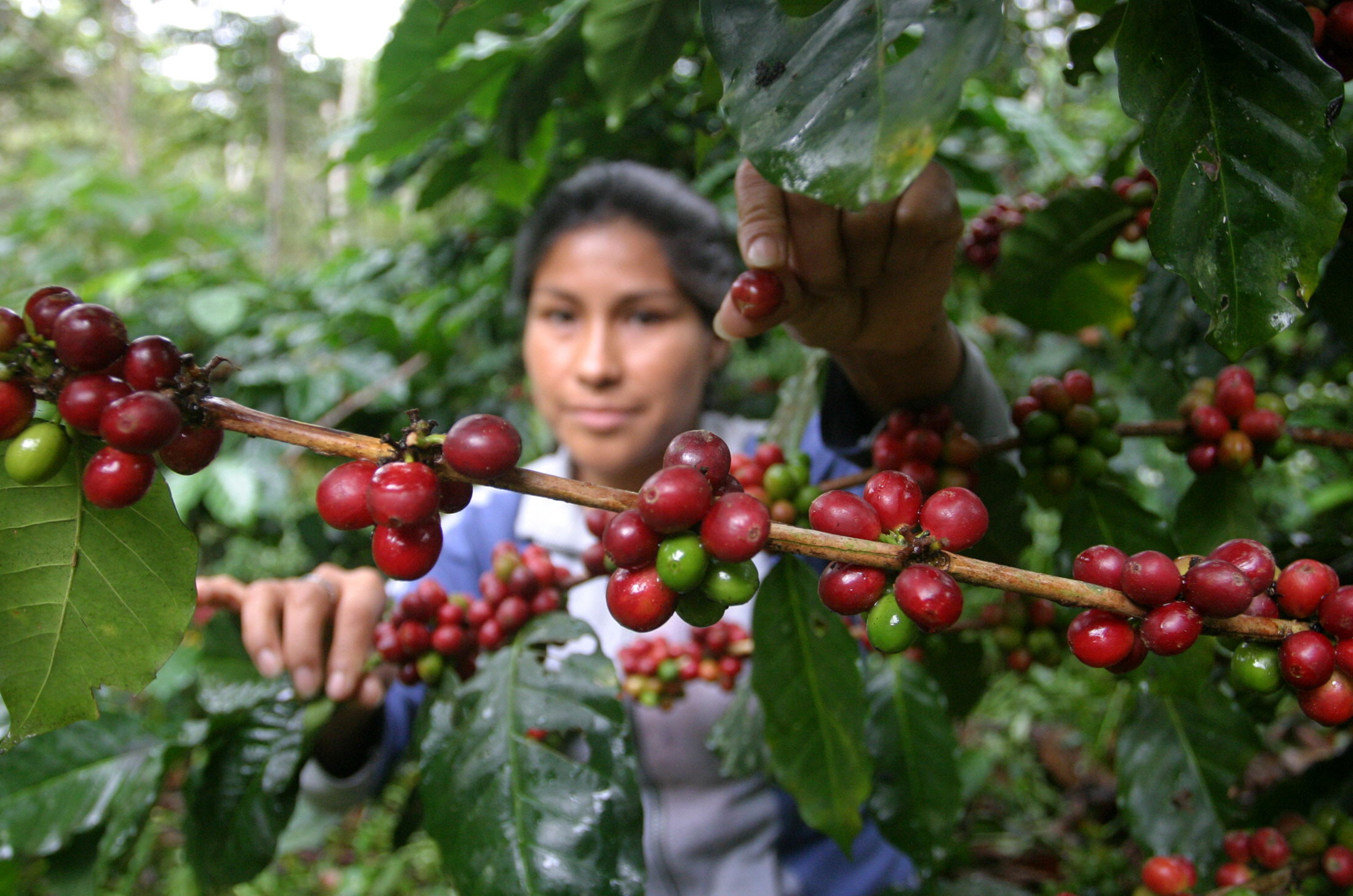 Agricultores de Café