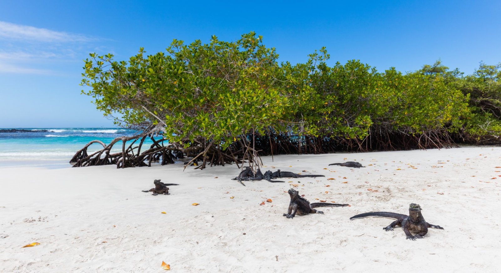 Bahía Tortuga