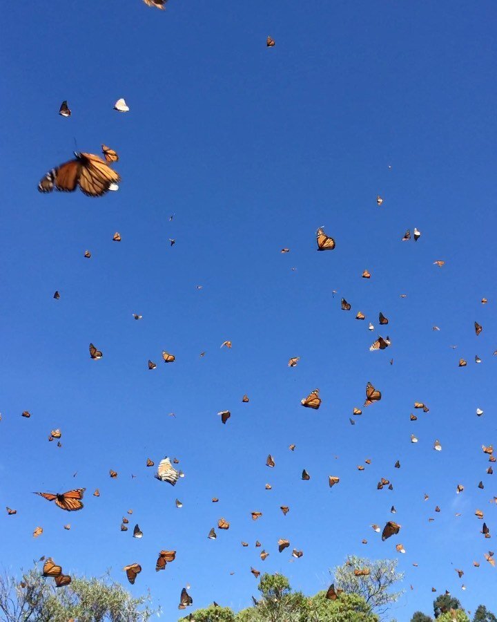 Every year around early November, one of nature's great spectacles happens in Mexico. Millions of Monarch butterflies migrate from eastern Canada to the forests of Mexico's central highlands - a journey of almost 12,000 miles. The arrival of the butt