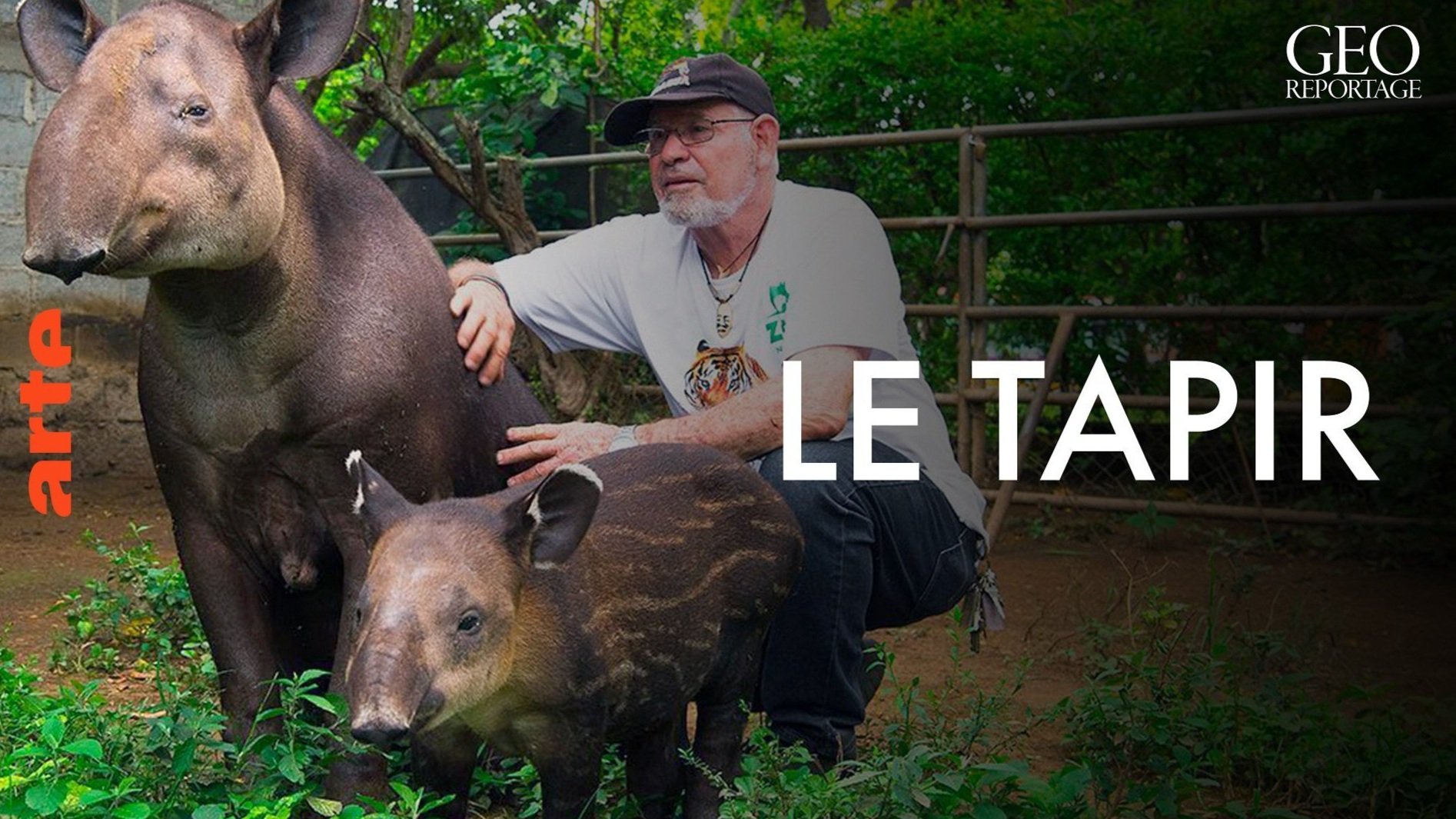 Arte Reportage - Tapirs, Gardners of the Rainforest