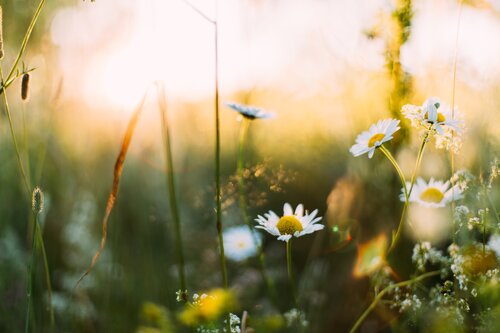 Yellow Flowers, White Petals by Daiga Ellaby