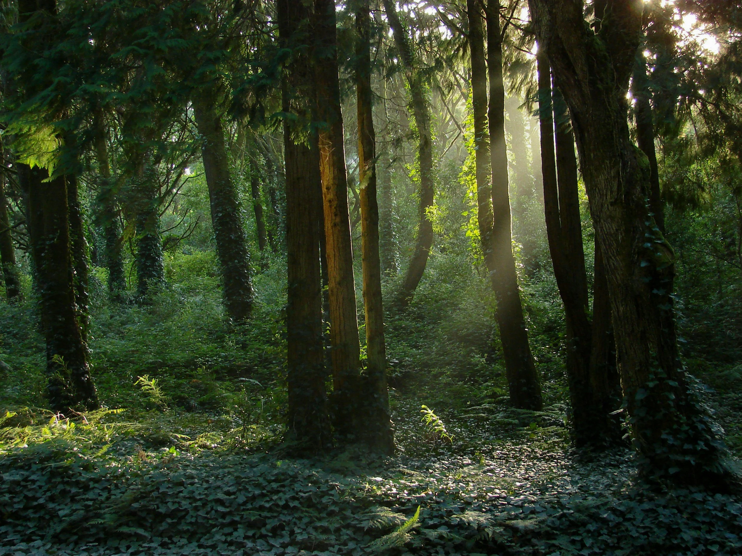 Sunlight filters through a dense forest of tall trees, illuminating the lush green foliage and forest floor.