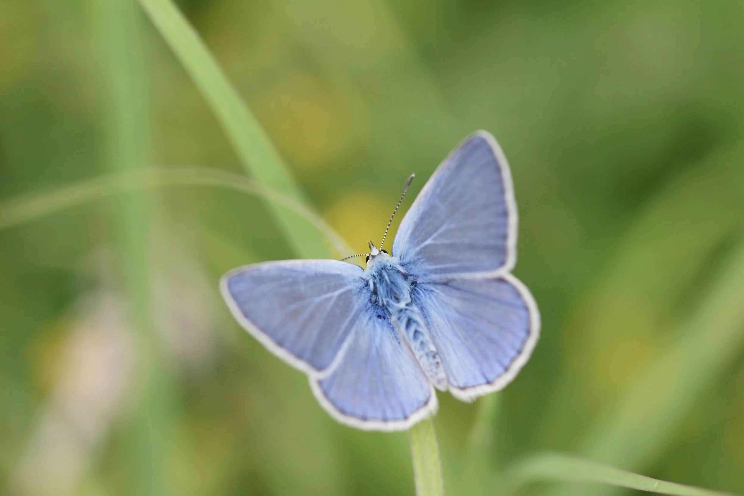 A blue butterfly resting on a green stem with a blurred green background.