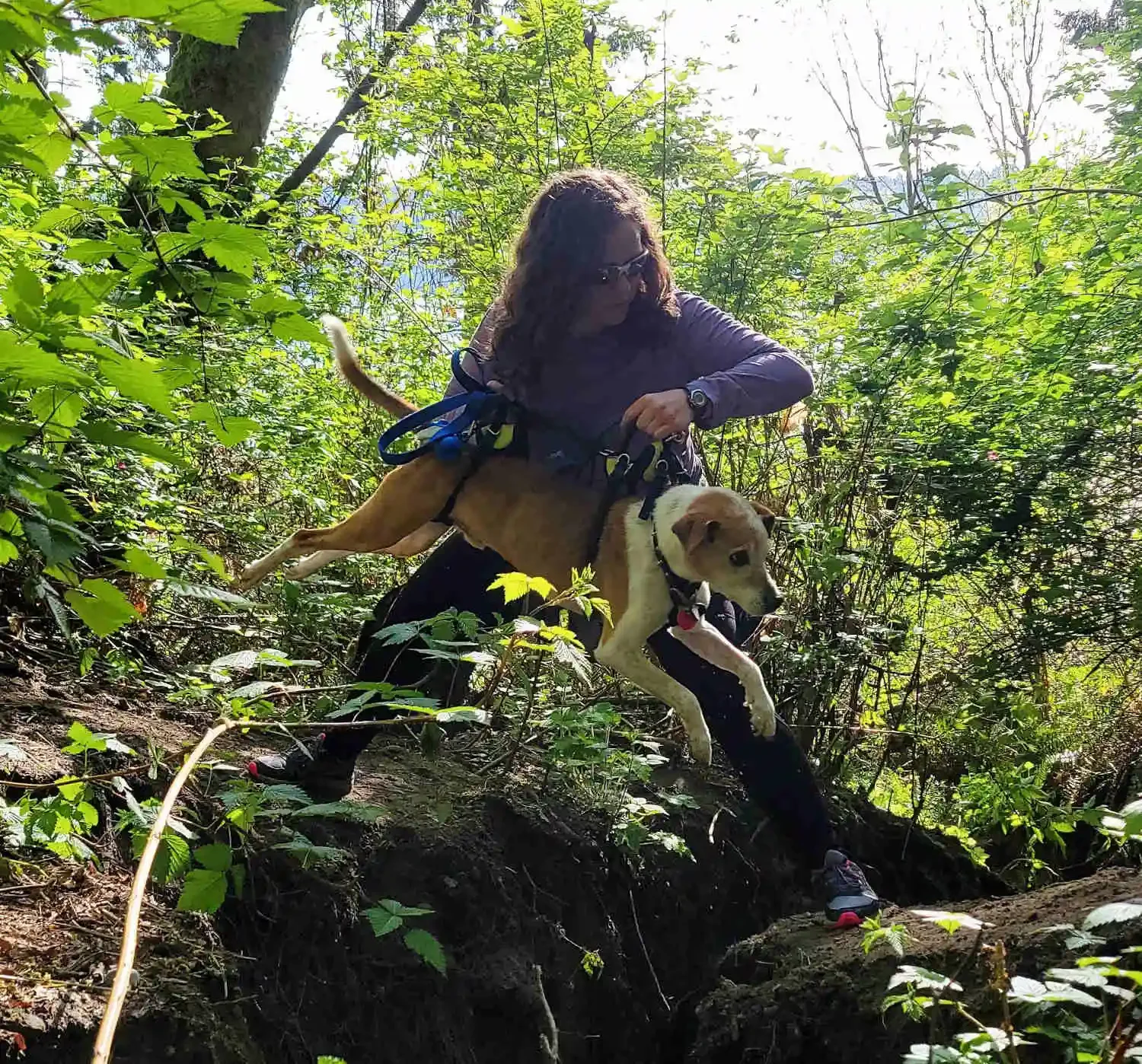 Ralphie, a senior dog, is hoisted across a chasm by Dr. Heather using a Help 'Em Up Harness. The photo symbolizes their shared adventurous spirit and how the clinic's care enables pets to overcome limitations.