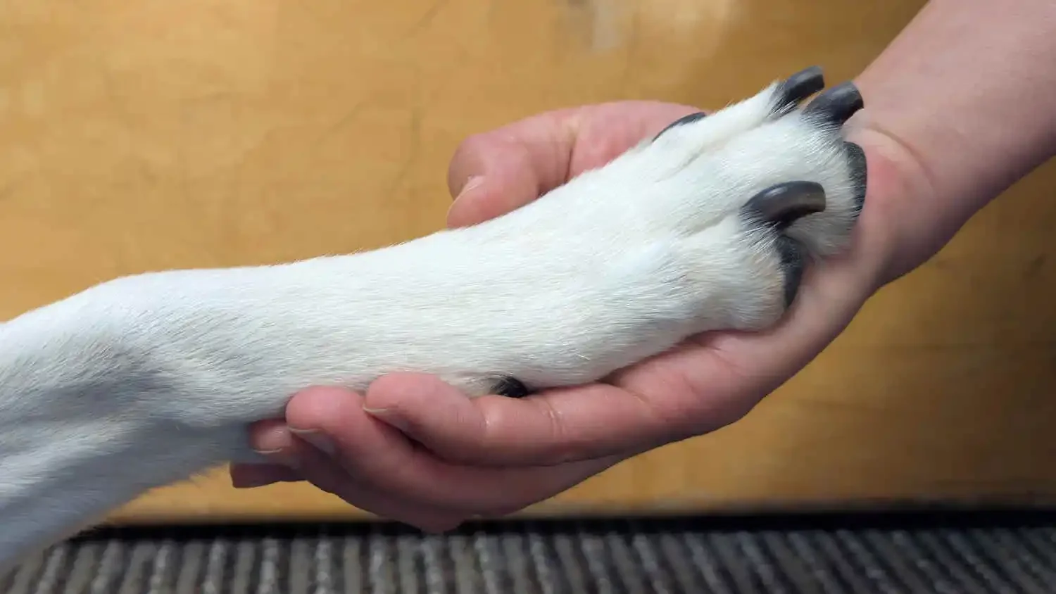 Close-up of a human hand gently holding a dog's paw, symbolizing trust, reassurance, and shared understanding.