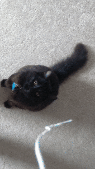 Ruff Day Security Cat has been deployed