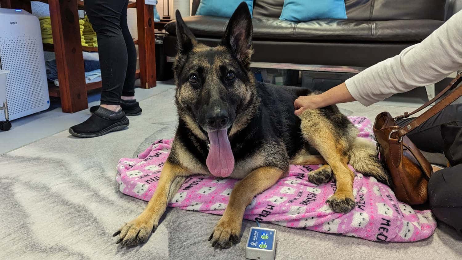 Practicing What We Preach: A Behavioral Economics Experiment in Veterinary Marketing