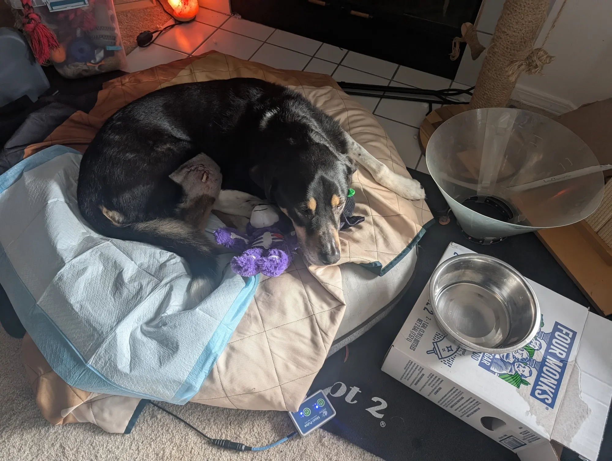 The morning after surgery, a dog rests on a clean pad beside an elevated water bowl and recovery cone set up for easier, more comfortable healing — Ruff Day Vet, Gig Harbor WA.