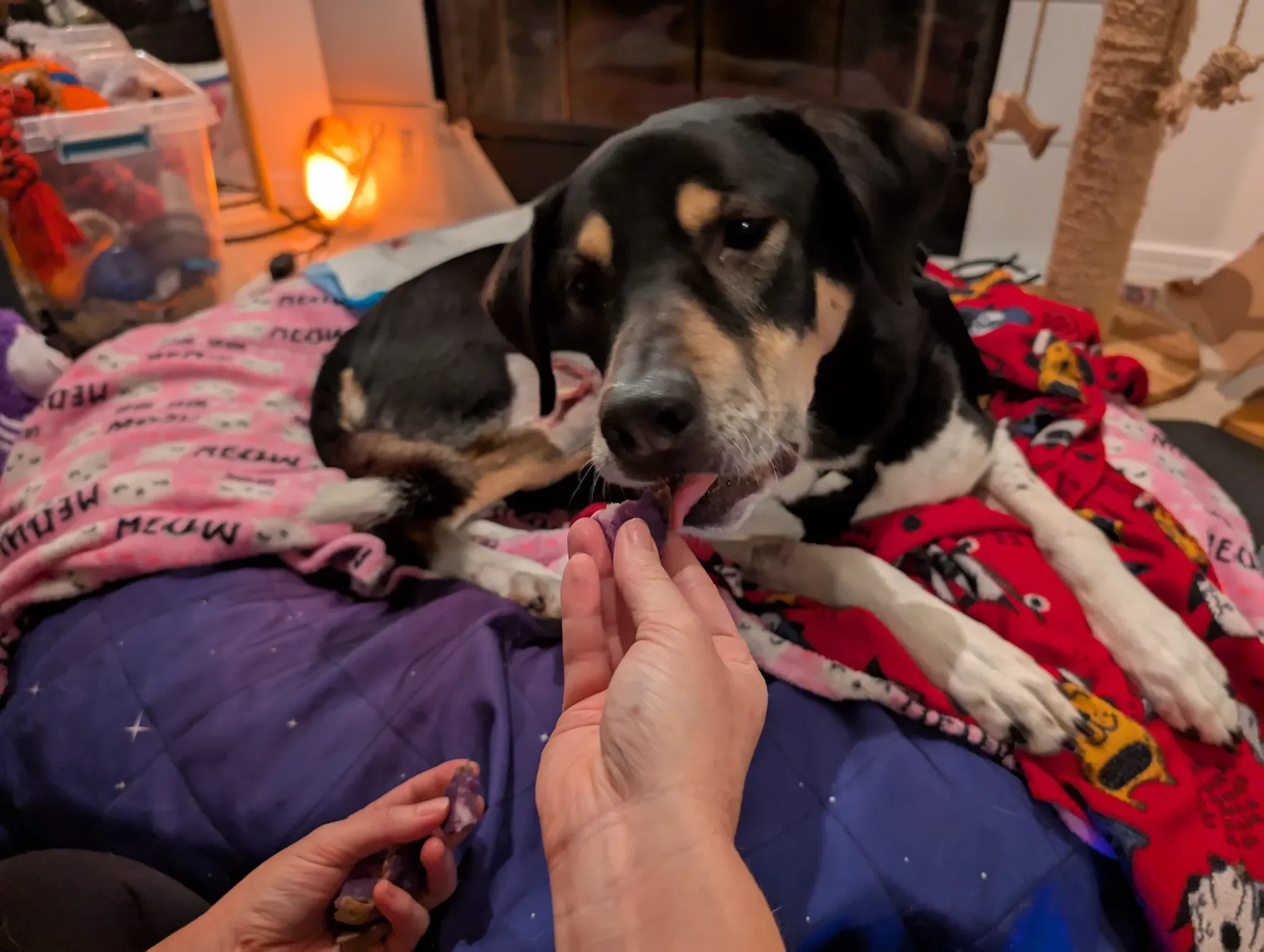 A dog calmly hand-fed purple sweet potato on her cozy blanket-covered bed in soft salt-lamp light, recovering comfortably after surgery — Ruff Day Vet, Gig Harbor WA.