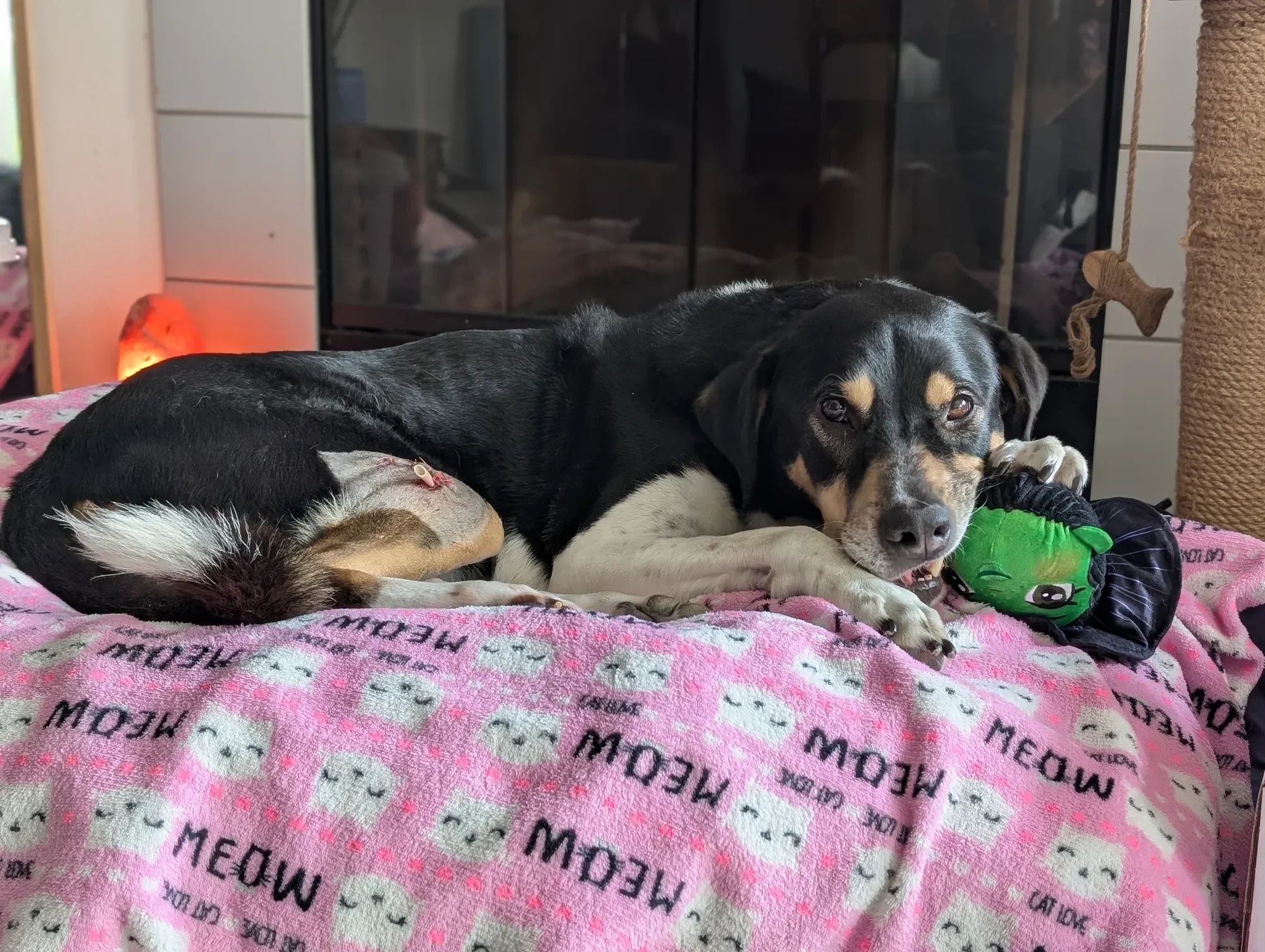 A dog recovering well, contentedly chewing a new toy on her favorite blanket in soft light — Ruff Day Vet, Gig Harbor WA.