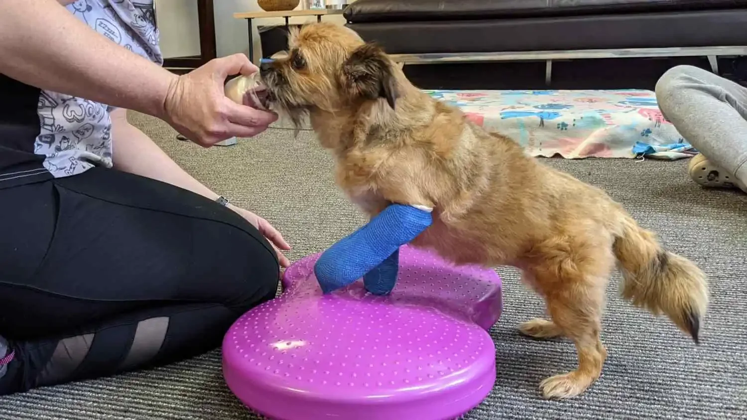 Dog doing balance exercises with leg casts during post-surgery rehabilitation