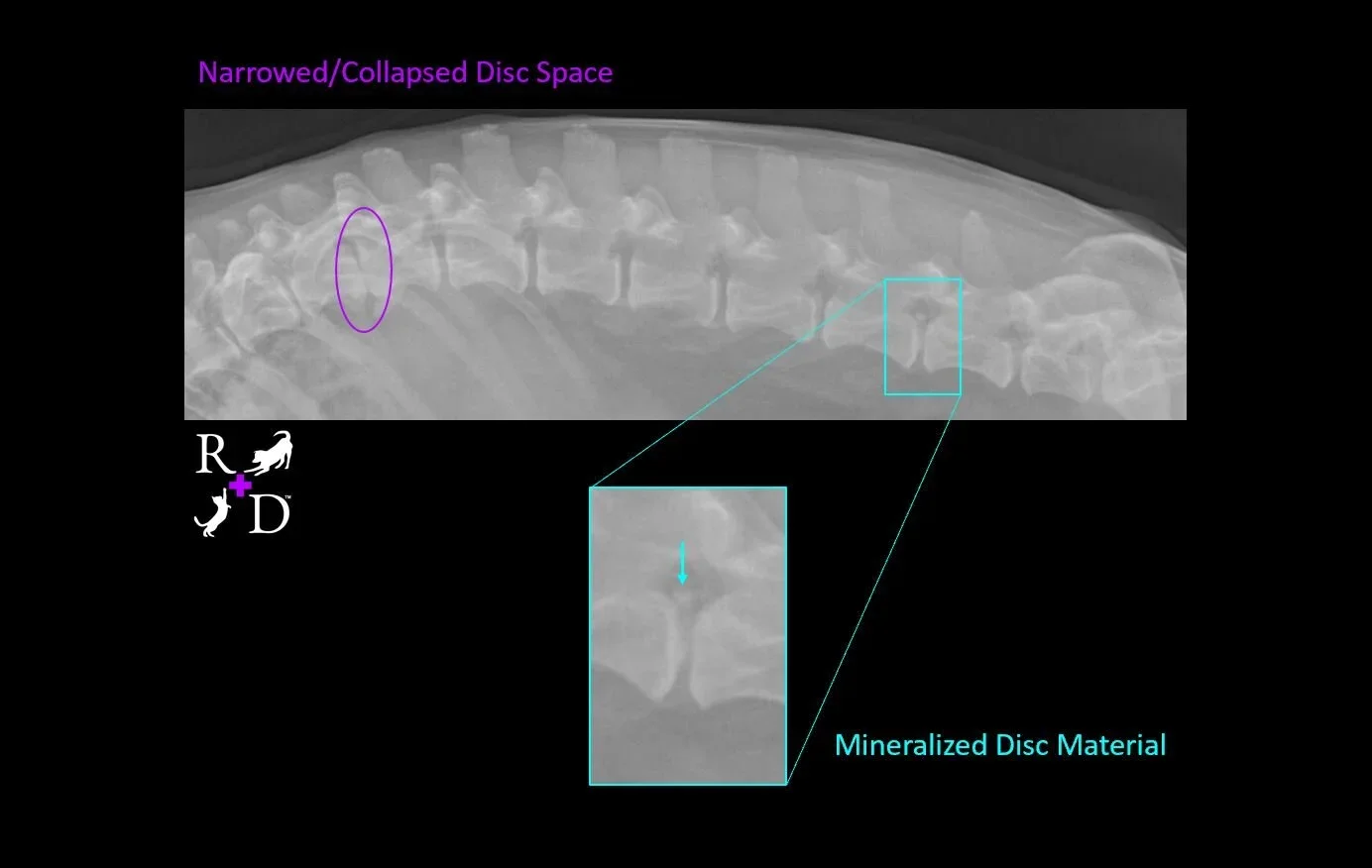 Annotated x-ray image of a dog's spine, clearly showing the vertebrae and the spaces where intervertebral discs and the spinal cord are located, for client education.