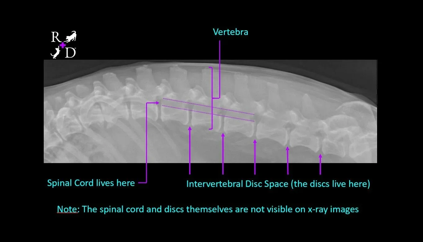 A dachshund with IVDD wears doggles while receiving therapeutic laser and acupuncture, symbolizing the multi-modal, compassionate approach to healing and pain management.