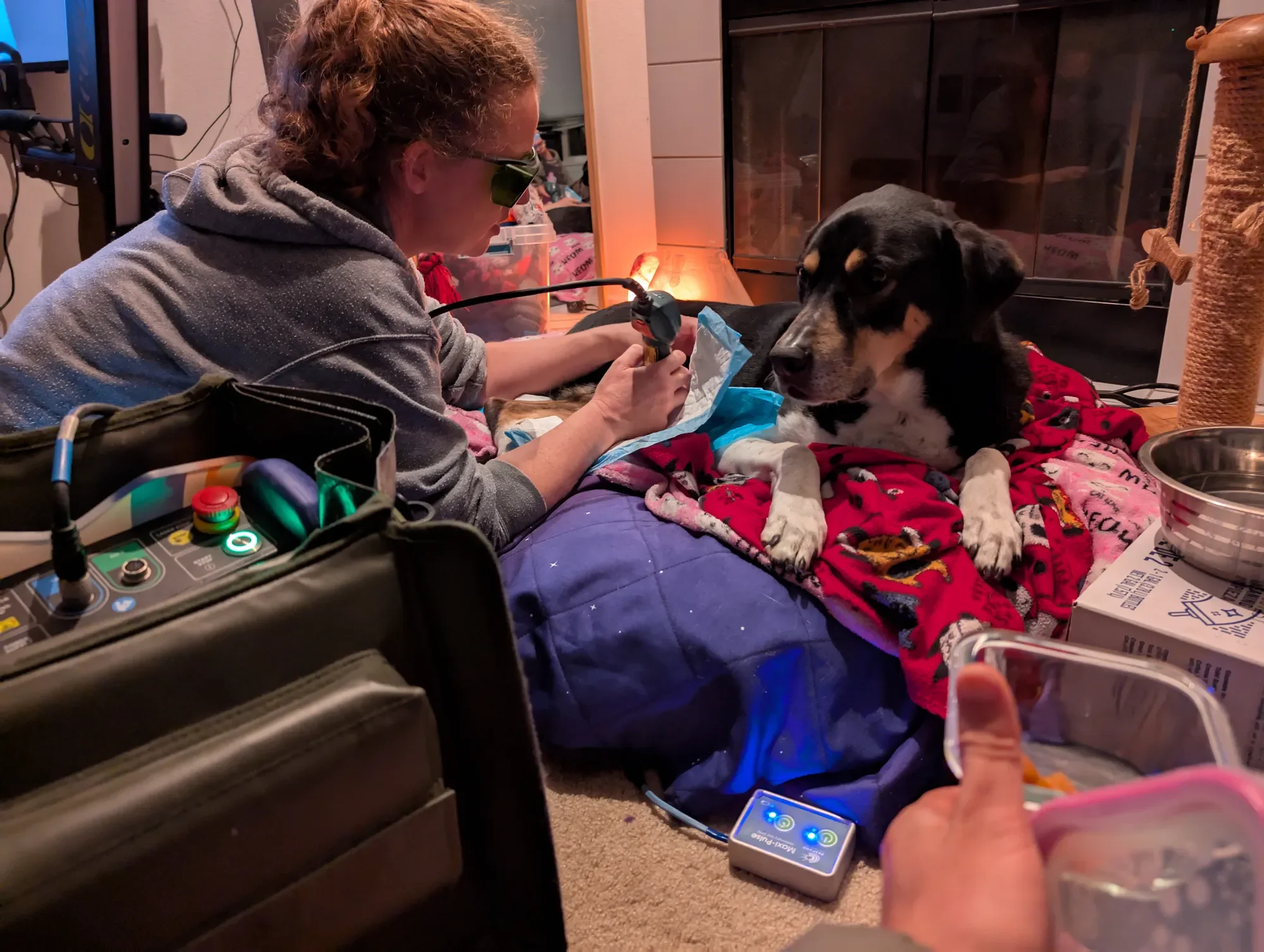 Dog resting calmly at home receiving laser and PEMF therapy after surgery, gently distracted with treats to keep her comfortable — Ruff Day Vet, Gig Harbor WA.