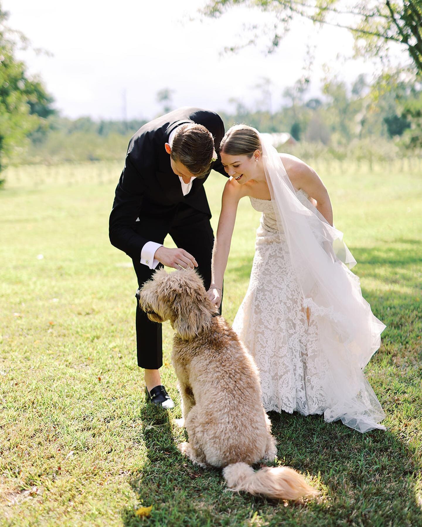 Coastal modern vibes for M and L with the most adorable and happy pup to boot! All beneath the architectural lines of a sailcloth. 🤍 

Planning &amp; Design @vieiraevents Venue @ditchleyciderworks Photography @lindleybattle Florals @sophiefelts Rehe