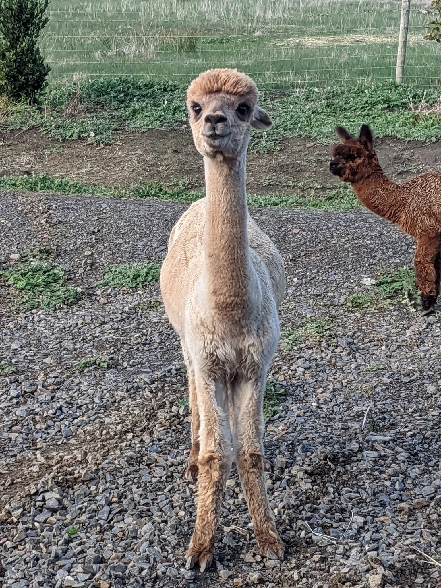 WhatsApp Image 2026-01-02 at 21.43.32 (2).jpeg