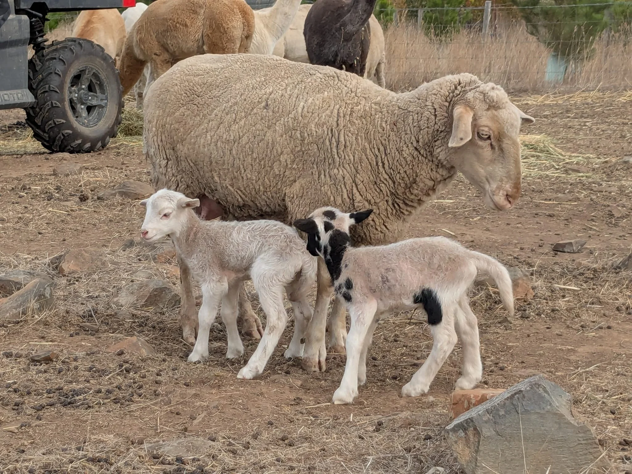 WhatsApp Image 2026-01-02 at 21.43.32.jpeg