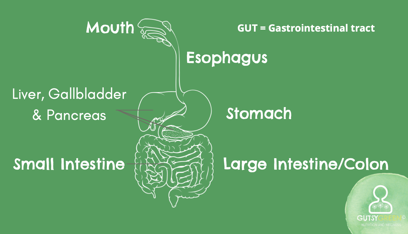 the organs that the gut includes
