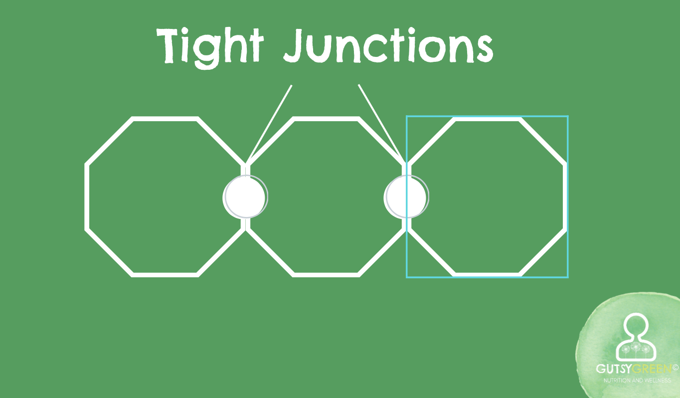 what are tight junctions?