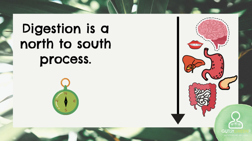 digestion happens on a north to south meridian