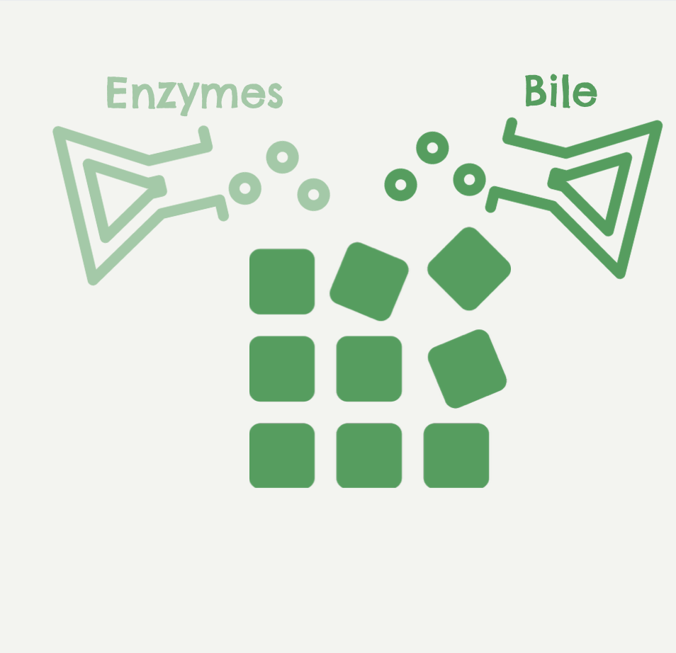 enzymes and bile break down the food even more