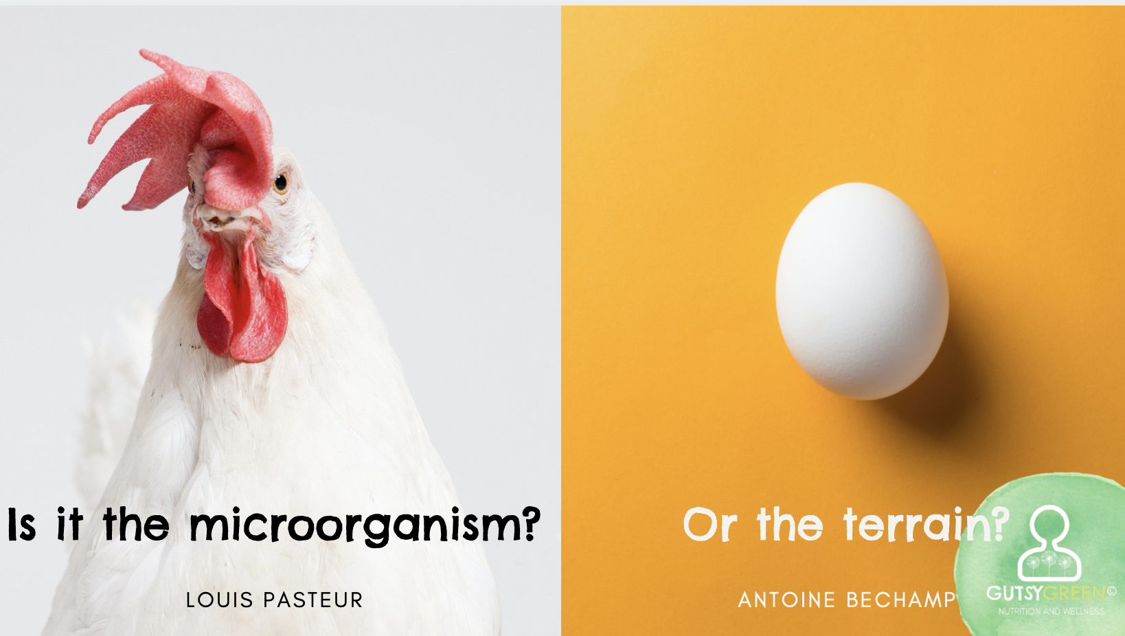 germ vs terrain theory